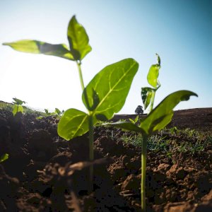 Agriculture society registration Service Provider in Jaipur, Rajasthan